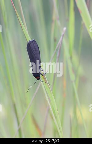 Rothalsfußmann, Atolmis rubricollis, Motte aus Finnland Stockfoto