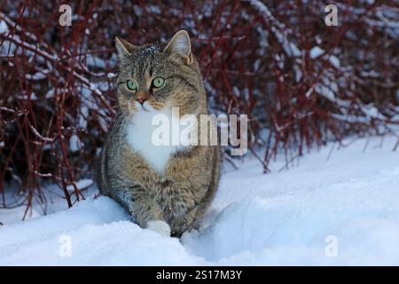 Eine süße kleine fette Katze sitzt im Schnee Stockfoto