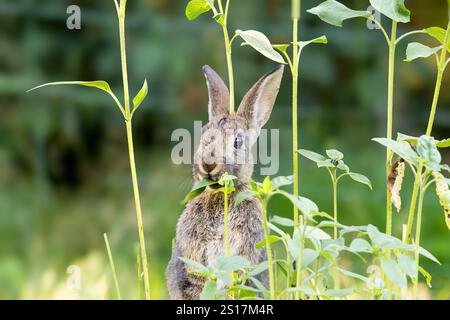 Europäisches Wildkaninchen, Oryctolagus cuniculus, stehend stehend und isst ein Blatt einer kleinen Sonnenblumenpflanze und blickt den Fotografen gegen ein verschwommenes B an Stockfoto