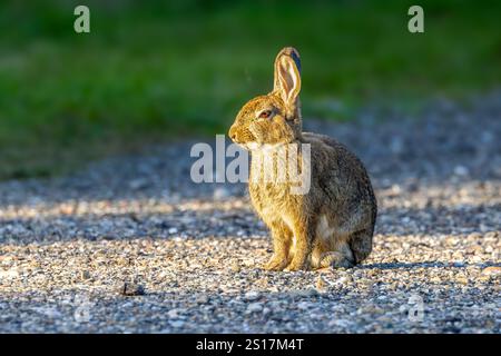 Wildes Kaninchen oder Europäisches Kaninchen, Oryctolagus cuniculus, sitzt nach einer kalten Nacht, wobei Gesicht und Brust dem warmen Licht der aufsteigenden s zugewandt sind Stockfoto