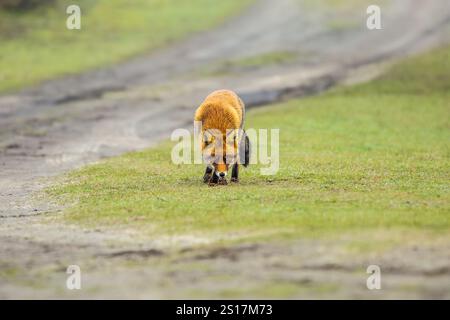 Nahaufnahme und Augenkontakt mit einem zögerlichen Fuchs, Vulpes vulpes, in der Amsterdamer Waterleidingduinen Gemeinde Zandvoort in der niederländischen Provinz N Stockfoto