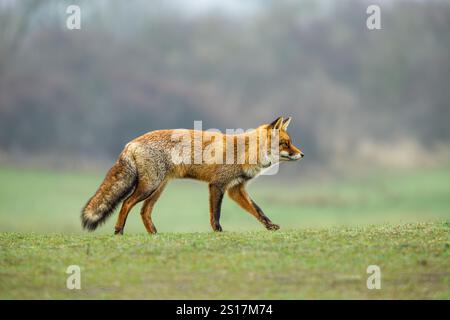 Nahaufnahme eines Fuchses, Vulpes vulpes, vorbei spazieren, konzentrierte sich auf etwas in der Ferne in der Amsterdamer Waterleidingduinen Gemeinde Zandvoort in t Stockfoto