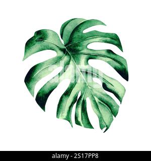 Aquarellillustration der Monstera. Botanisches Blatt der grünen Pflanze wird von Hand gezeichnet. Heimische tropische Pflanze von grüner Farbe, auf isoliertem Hintergrund. Stockfoto