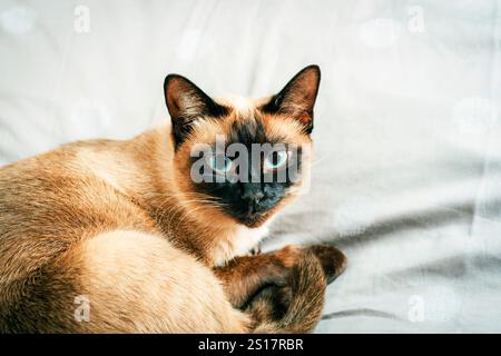 Siamkatze mit auffälligen blauen Augen, die auf einer weichen grauen Bettdecke liegt. Stockfoto