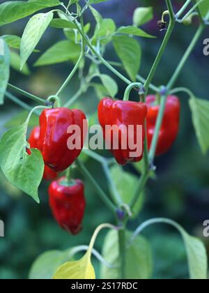 Rote Chilischoten und grüne Blätter Stockfoto