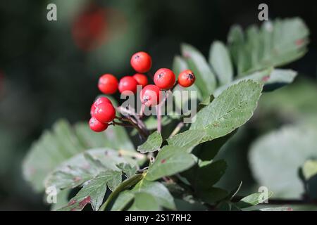 Beeren der Hedlundia hybrida (früher Sorbus hybrida), bekannt als finnischer Weißbuchtbaum, ein in Skandinavien heimischer Baum Stockfoto