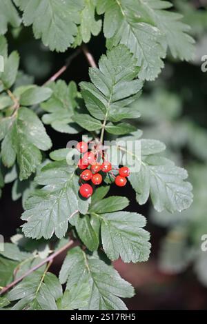 Beeren der Hedlundia hybrida (früher Sorbus hybrida), bekannt als finnischer Weißbuchtbaum, ein in Skandinavien heimischer Baum Stockfoto