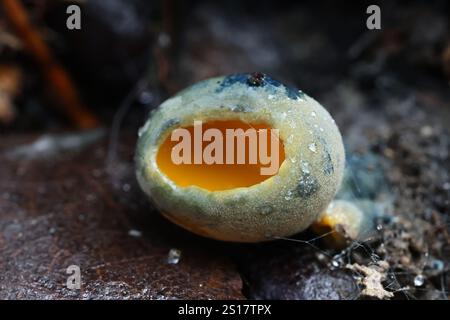 Caloscypha fulgens, bekannt als Frühlingsorangenschalen-Pilz, goldene Tasse oder schillernde Tasse, wilder Pilz aus Finnland Stockfoto