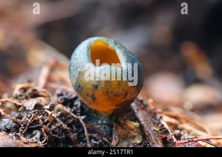 Caloscypha fulgens, bekannt als Frühlingsorangenschalen-Pilz, goldene Tasse oder schillernde Tasse, wilder Pilz aus Finnland Stockfoto