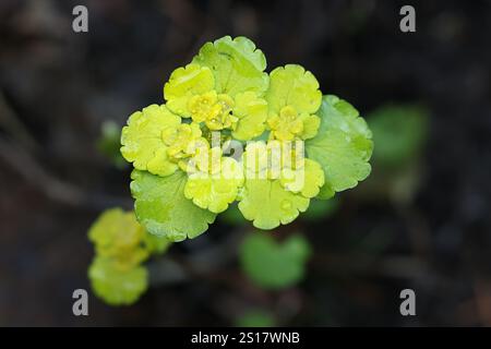 Chrysosplenium alternifolium, bekannt als die wechselblättrige Goldsaxifrage, eine frühe Frühlingsblume aus Finnland Stockfoto