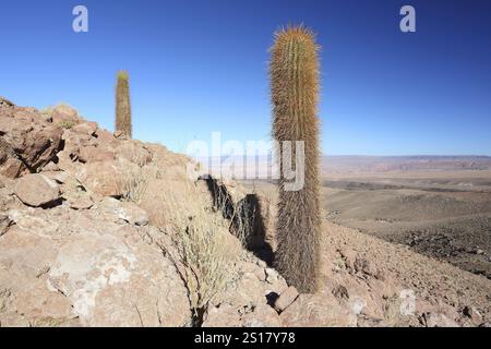 Echinopsis atacamensis, Cactus, San Pedro de Atacama, Chile, Südamerika Stockfoto