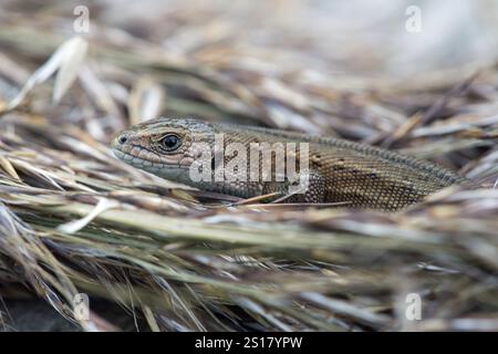 Holzechse, Zootoca vivipara Stockfoto