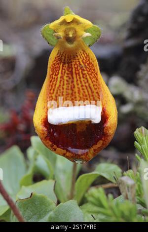 Slipper Blume, Calceolaria uniflora, Patagonien, Argentinien, Südamerika Stockfoto