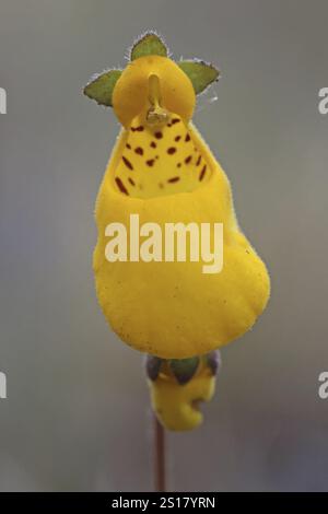 Slipper Blume, Calceolaria, Patagonien, Argentinien, Südamerika Stockfoto