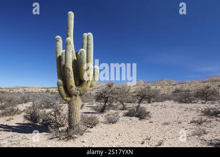 Trichocereus pasacana, Kakteen, Pflanze, Quebrada de Humahuaca Stockfoto