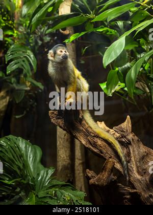 Eichhörnchenaffen mit schwarzem Deckel [Saimiri boliviensis] Stockfoto