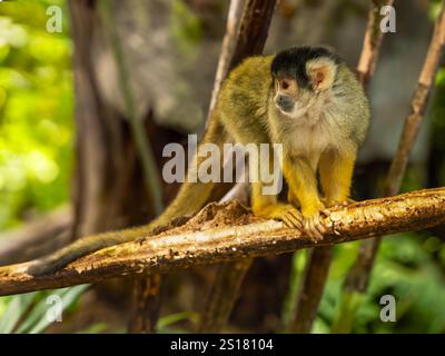 Eichhörnchenaffen mit schwarzem Deckel [Saimiri boliviensis] Stockfoto