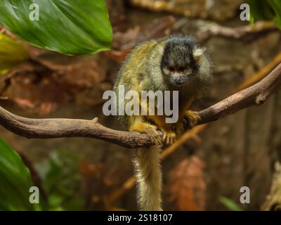 Eichhörnchenaffen mit schwarzem Deckel [Saimiri boliviensis] Stockfoto