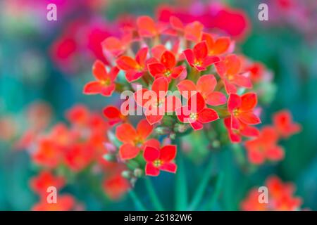 Nahaufnahme eines Bündels kleiner, schöner Blumen in Rot und Orange mit einem grünen, verschwommenen Hintergrund, die eine lebendige und farbenfrohe Szene schaffen Stockfoto
