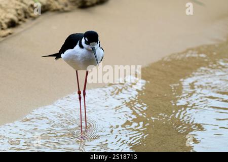 Ein Schwarzhals-Stelzenvogel (Himantopus mexicanus), der an Nord- und südamerikanischen Stränden, Feuchtgebieten und Küsten zu finden ist; Küstenvögel. Stockfoto