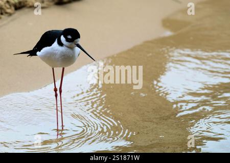 Ein Schwarzhals-Stelzenvogel (Himantopus mexicanus), der an Nord- und südamerikanischen Stränden, Feuchtgebieten und Küsten zu finden ist; Küstenvögel. Stockfoto