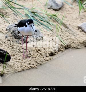 Ein Schwarzhals-Stelzenvogel (Himantopus mexicanus), der an Nord- und südamerikanischen Stränden, Feuchtgebieten und Küsten zu finden ist; Küstenvögel. Stockfoto