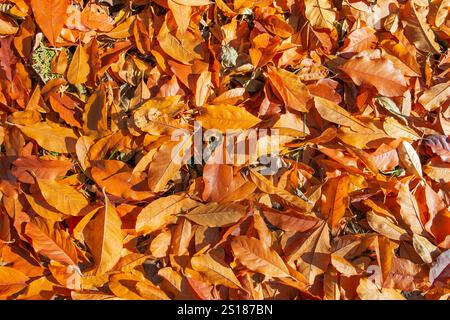 Gefallene Magnolienblätter auf dem Gartenboden. Naturhintergrund Stockfoto