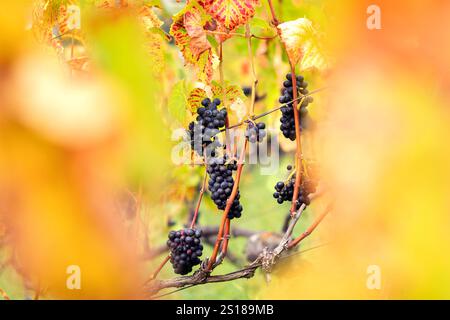 Blaue Trauben im Hintergrund, Vordergrund mit Blättern in Unschärfe. Blaue Trauben im Hintergrund, Vordergrund mit Blättern in Unschärfe. Assmanshausen, Rheingau in Deutschland. Weinberg, steiler Hang, Weinland. Wein Trauben B97A7954 Stockfoto