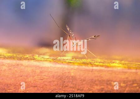 Fein ausbalanciertes fliegendes Insekt mit Wanzenaugen, das in einem warmen Licht ruht Stockfoto