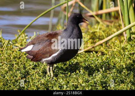 Juvenile Common Gallinule oder Gallinula galeata stehen in einigen Wasserpflanzen im Vererans Oasis Park in Arizona. Stockfoto