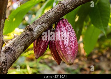 Kakaoschoten auf einem Baum auf einer Farm in der Nähe von Minca, Kolumbien Stockfoto