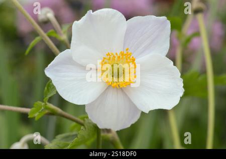 Einzelne weiße Anemone „Elfin Swan“ Blume in einer Gartenanlage. Makroaufnahme mit Details von Anther und Stamen. Stockfoto
