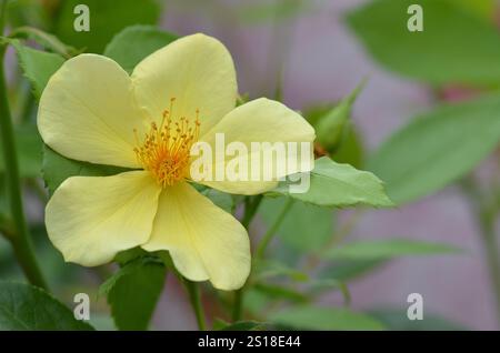 „Tottering-by-Gentle“ (Auscartoon) Sträucherrose von David Austin Roses, England, Großbritannien. Ihr offener Stil mit Staubblättern zieht Bienen und Schwebfliegen an. Stockfoto