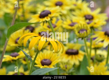 Rudbeckia fulgida var. Sullivantii 'Goldsturm' in einem Blumenbeet. Allgemein bekannt als Coneflower oder schwarzäugige susan. Stockfoto