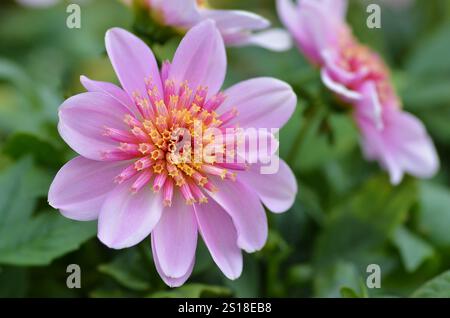 Makroaufnahme von rosa Dahlia „Starburst“ in einer Gartenumgebung Stockfoto