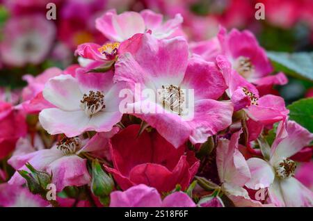 Nahaufnahme der rosafarbenen Rose „Rosy Boom“ Mini Potted Rose Stockfoto