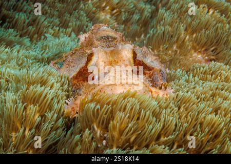 Dieser Skorpionfisch, Scorpaenopsis oxycephala, ist auf einer Decke aus Korallenpolypen versteckt. Es ist Gift Stockfoto