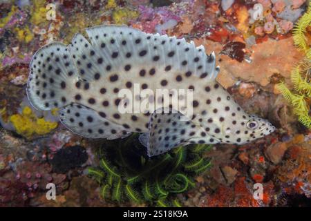 Der Barramundi-Kabeljau, Cromileptes altivelis, gehört zur Familie der Grupper auf den Philippinen. Dieser Fisch ist auch als Buckelfisch oder Schneeflocken-Seifenfisch bekannt. Stockfoto