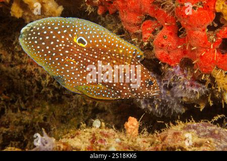 Die Kometen oder marine Betta, Calloplesiops altivelis, ist nachtaktiv und wird unter Felsvorsprüngen verstecken und in die Löcher am Tag. Sie haben ein Auge Form auf dem do Stockfoto