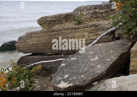 Gefallene Pappelsetze, die über Kalksteinplatten am Seeufer liegen Stockfoto