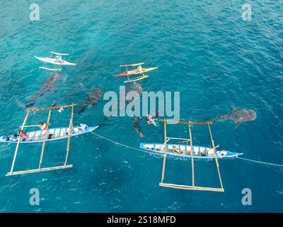 Ein Blick aus der Vogelperspektive von vier Walhaien, Rhiniodon Typus, die an der Oberfläche fressen, Philippinen. Dies ist die weltweit größte Fischart. Stockfoto