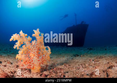 Alcyonarian Coral aufrecht steht auf der Unterseite bei 100 Füße, während Taucher (MR) im Hintergrund das Wrack der Alma Jane aus Sabang Beach, Pu erkunden Stockfoto