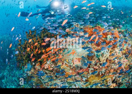 Taucher (MR) und Schul-Drückerfische und Anthias am Riff vor Verde Island, Philippinen. Stockfoto