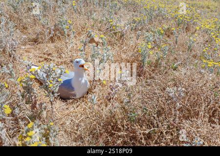 Gelbbeinmöwe (Larus michahellis), Berlenga Grande Island, Portugal Stockfoto