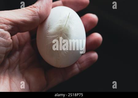 Weißes Hühnerei mit Feder in der menschlichen Hand. Frau mit Ei und Vogelfeder auf dunklem Hintergrund. Ländliche Lebensmittel. Osterei, isoliert. Stockfoto