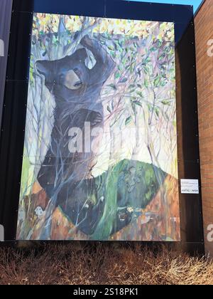 Black Bear and the Beech Tree Wandgemälde in Downtown Antigonish, Nova Scotia, Kanada Stockfoto