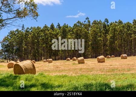 Runde zylindrische Heuballen auf einem ländlichen Feld in Cowaramup, Western Australia Stockfoto