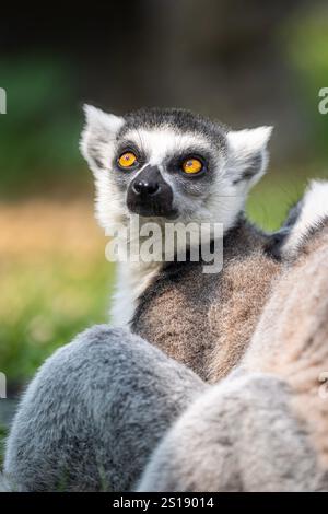 RingschwanzLemur (Lemur catta) aus nächster Nähe in ihrem natürlichen Lebensraum Madagaskar mit orangefarbenen Augen, gestreiftem Schwanz und detaillierter Pelzstruktur. Stockfoto
