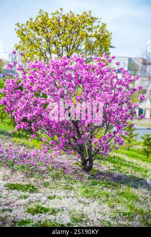 Ein einziger blühender Busch aus Rhododendron dauricum mit leuchtenden rosa Blüten. Vertikales Foto im russischen Fernen Osten, der Region Primorski, im Frühling Stockfoto