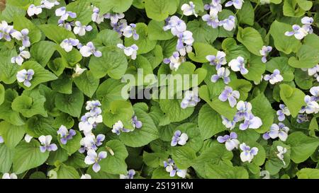 Flieder-weiße kleine Blüten unter großen grünen Blättern, Ansicht von oben, natürlicher Blumen- und Laubhintergrund in blau-grünen Tönen, Frühling floraler Hintergrund Stockfoto